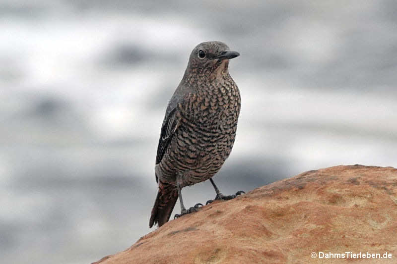 Monticola solitarius philippensis