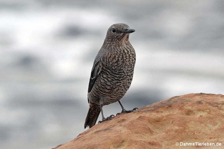 Monticola solitarius philippensis