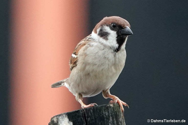 Passer montanus saturatus