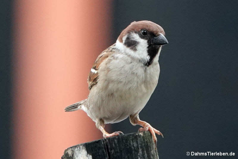 Passer montanus saturatus