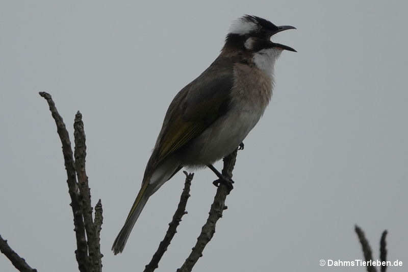 Pycnonotus sinensis formosae
