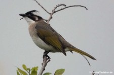 Pycnonotus sinensis formosae-2