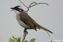 Pycnonotus sinensis formosae