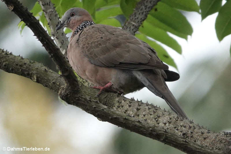 Spilopelia chinensis chinensis