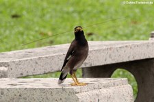 Hirtenmaina (Acridotheres tristis tristis) im Lumphini-Park Bangkok, Thailand