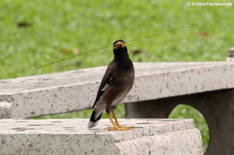 Acridotheres tristis tristis