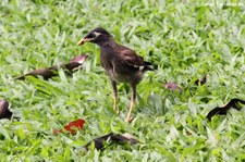 Hirtenmaina (Acridotheres tristis tristis) im Lumphini-Park Bangkok, Thailand