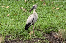 Silberklaffschnabel (Anastomus oscitans) im Lumphini-Park Bangkok, Thailand