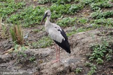 Silberklaffschnabel (Anastomus oscitans) im Lumphini-Park Bangkok, Thailand