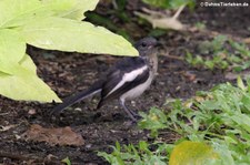 Dajaldrossel (Copsychus saularis) im Lumphini-Park Bangkok, Thailand