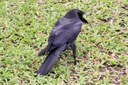 Corvus macrorhynchos