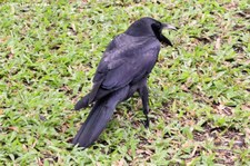 Dickschnabelkrähe (Corvus macrorhynchos) im Lumphini-Park Bangkok, Thailand