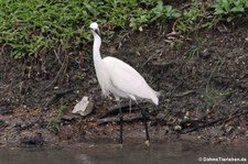 Seidenreiher (Egretta garzetta garzetta) im Lumphini-Park Bangkok, Thailand