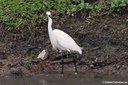 Egretta garzetta garzetta