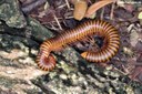 Myriapoda