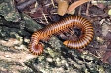 unbekannter Tausendfüßer (möglicherweise Thyropygus ligulus) aus dem Lumphini-Park Bangkok, Thailand