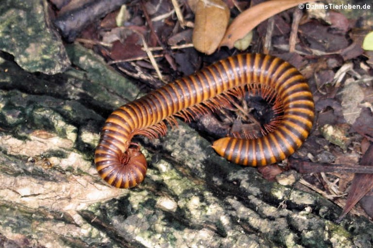 Myriapoda