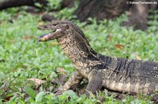 Bindenwaran (Varanus salvator macromaculatus) aus dem Lumphini-Park in Bangkok, Thailand