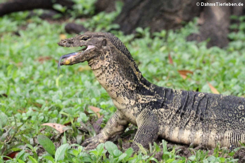 Varanus salvator macromaculatus