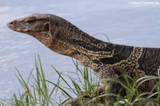 Bindenwaran (Varanus salvator macromaculatus) aus dem Lumphini-Park in Bangkok, Thailand