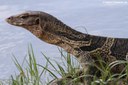 Varanus salvator macromaculatus