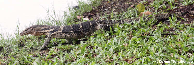 Varanus salvator macromaculatus