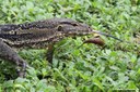 Varanus salvator macromaculatus