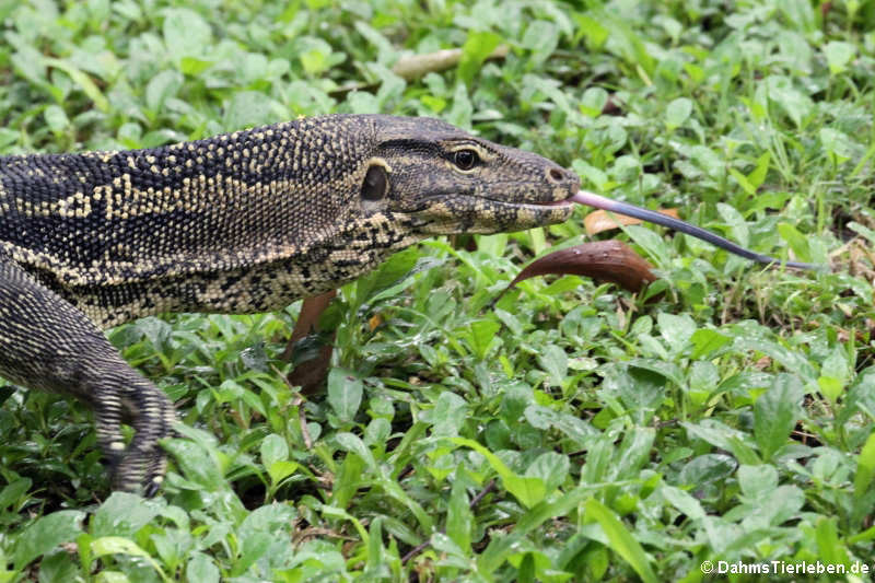 Varanus salvator macromaculatus