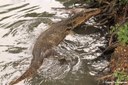 Varanus salvator macromaculatus