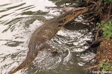 Bindenwaran (Varanus salvator macromaculatus) aus dem Lumphini-Park in Bangkok, Thailand