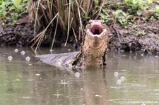 Bindenwaran (Varanus salvator macromaculatus) aus dem Lumphini-Park in Bangkok, Thailand