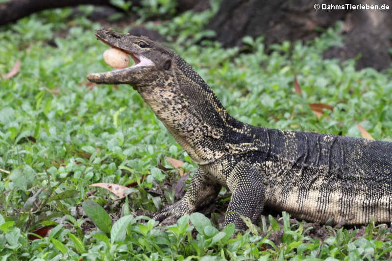 Bindenwaran aus Thailand (Varanus salvator macromaculatus)