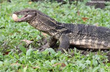 Bindenwaran (Varanus salvator macromaculatus) aus dem Lumphini-Park in Bangkok, Thailand