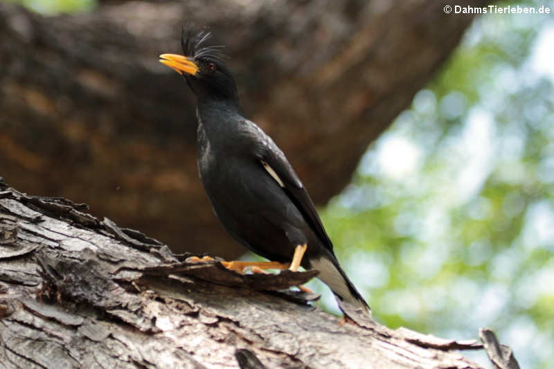 Acridotheres javanicus-2