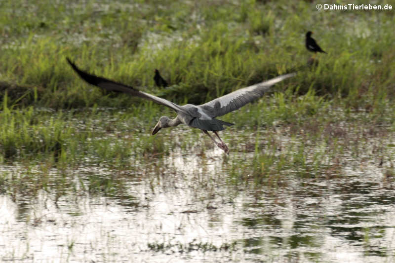 Anastomus oscitans-5