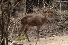 Schweinshirsch (Axis porcinus) in der Wildlife Friends Foundation, Petchaburi, Thailand