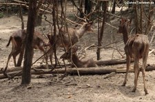 Schweinshirsch (Axis porcinus) in der Wildlife Friends Foundation, Petchaburi, Thailand