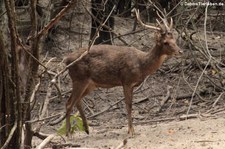 Schweinshirsch (Axis porcinus) in der Wildlife Friends Foundation, Petchaburi, Thailand