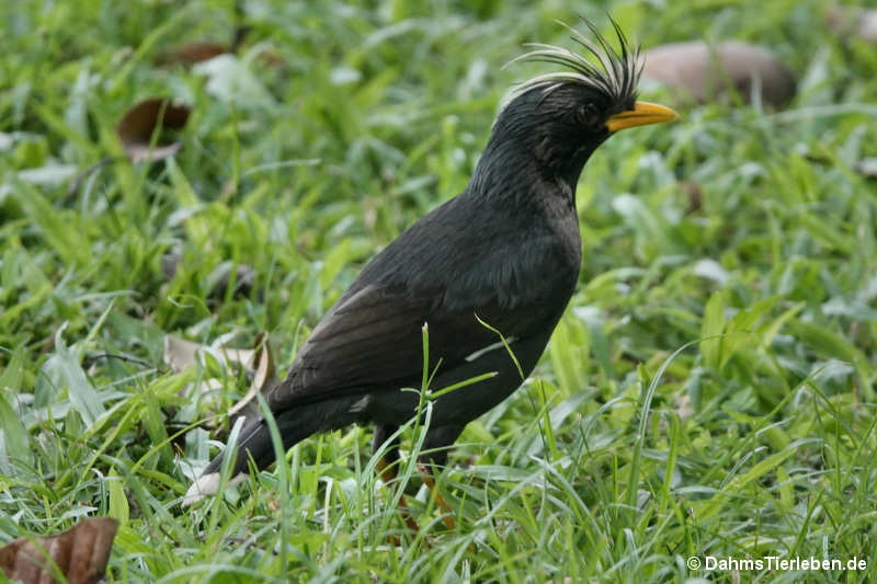 Acridotheres grandis-2