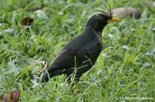 Acridotheres grandis-2