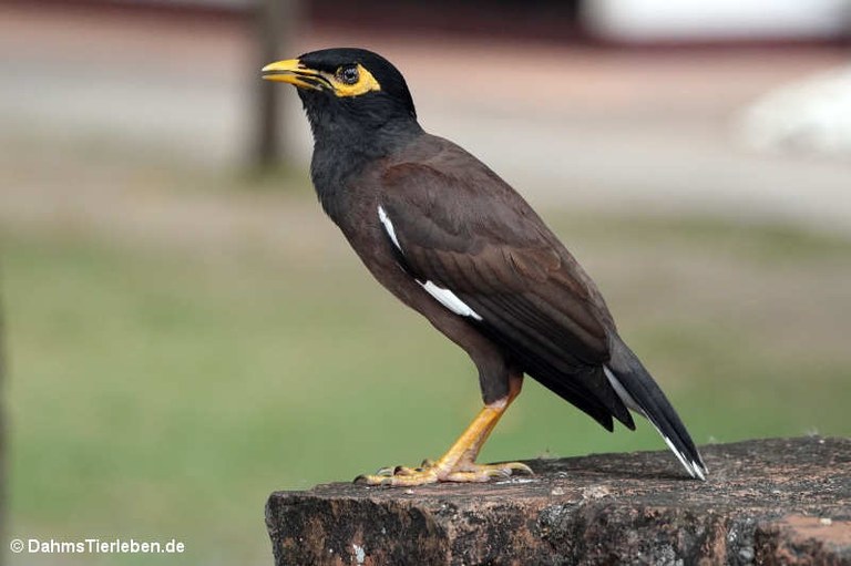 Acridotheres tristis tristis