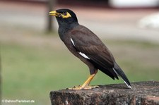 Acridotheres tristis tristis-3