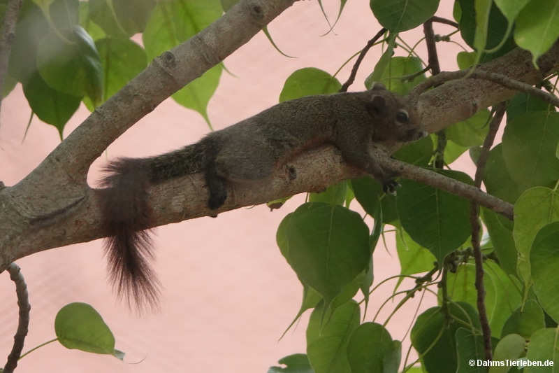 Callosciurus finlaysonii