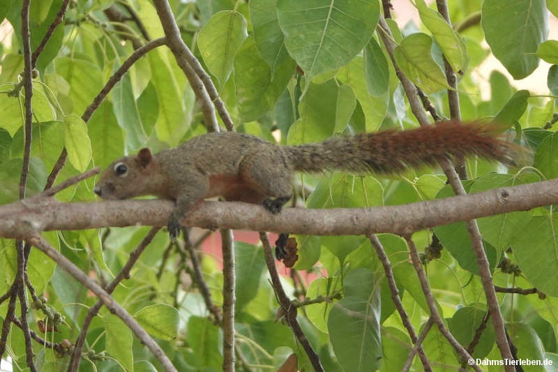 Callosciurus finlaysonii