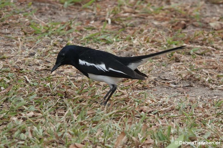 Copsychus saularis
