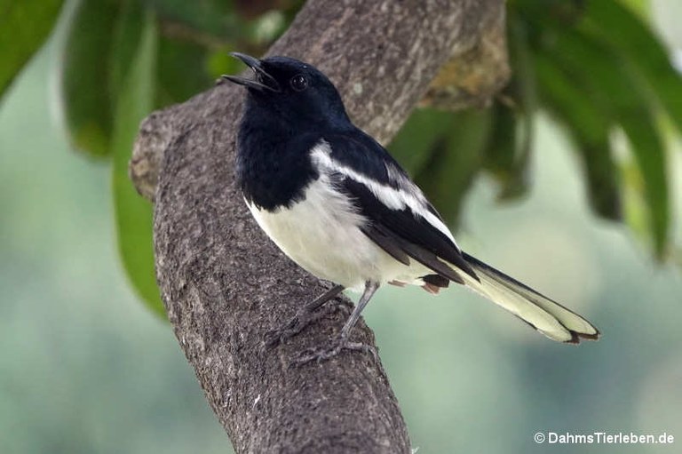 Copsychus saularis