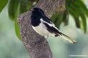 Copsychus saularis