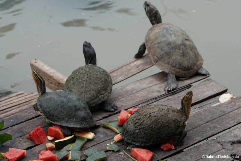 Cuora couro kamaroma-3