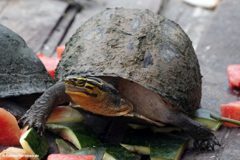 Cuora couro kamaroma-1