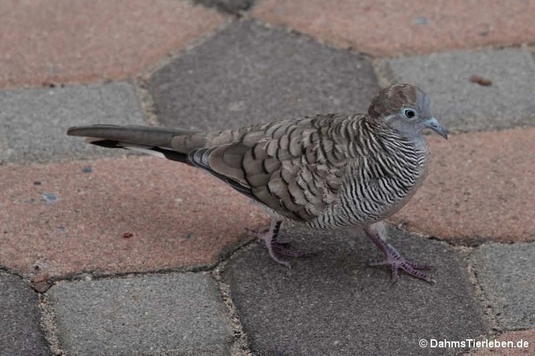 Geopelia striata
